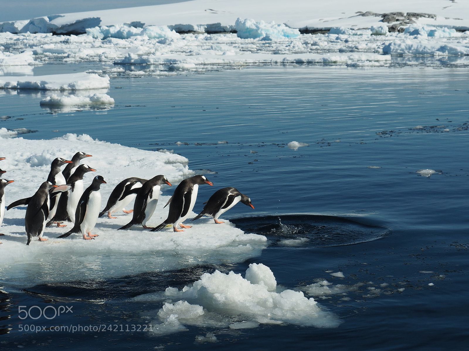 Olympus OM-D E-M5 II sample photo. Gang of penguins #2 photography