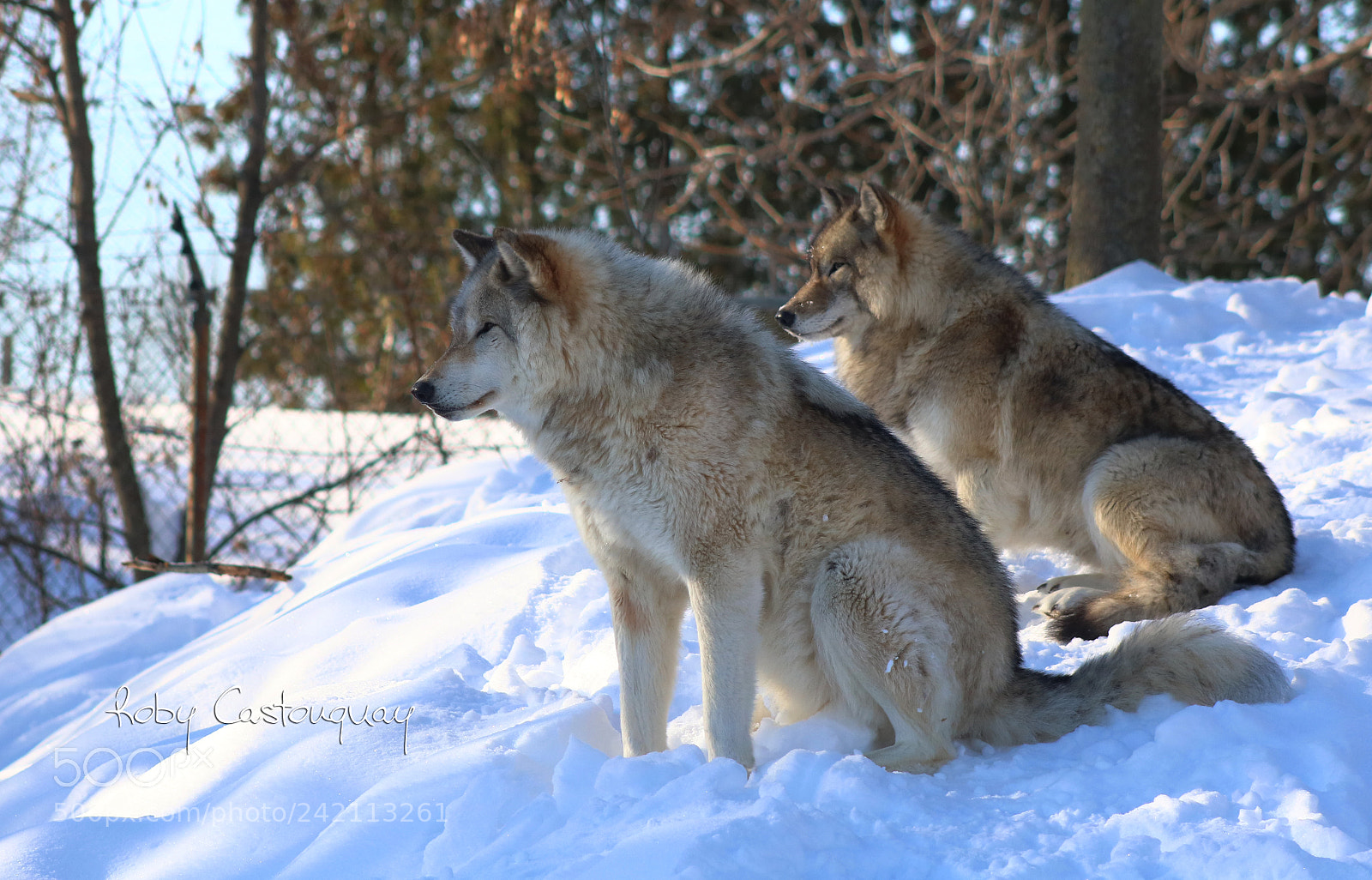 Canon EOS 760D (EOS Rebel T6s / EOS 8000D) sample photo. Gray wolves photography