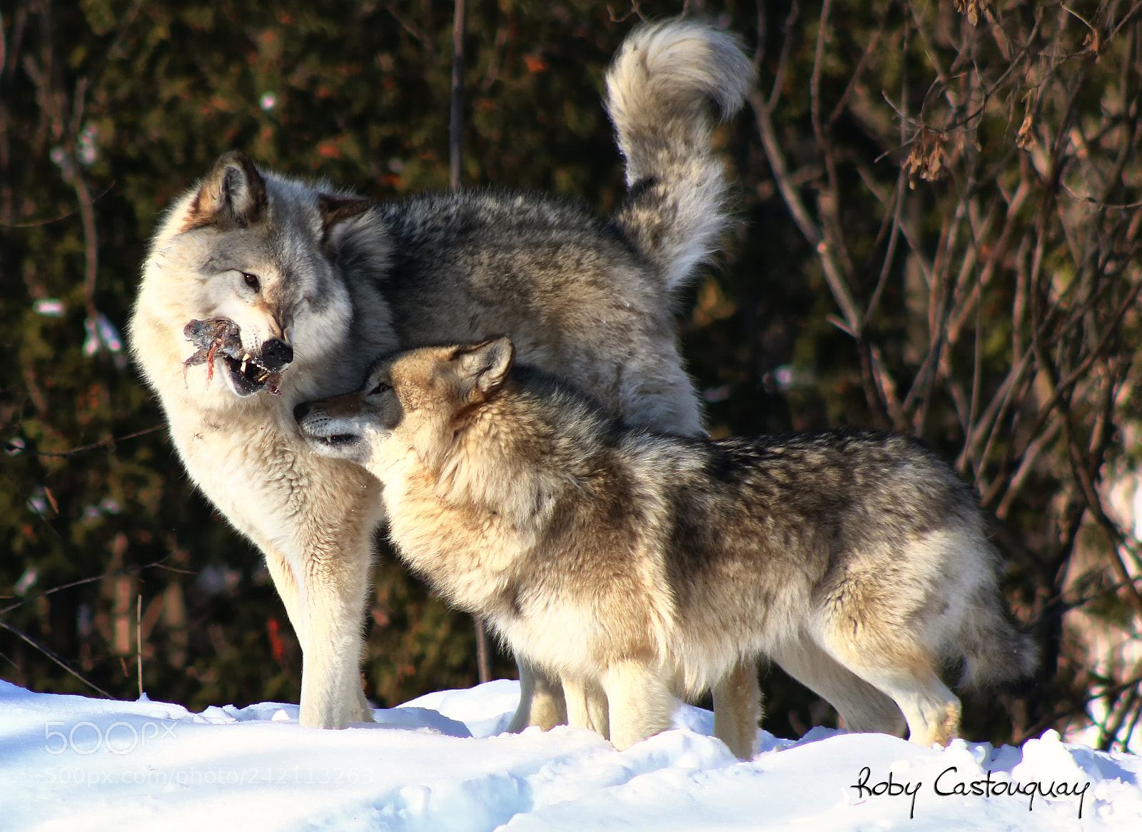 Canon EOS 760D (EOS Rebel T6s / EOS 8000D) sample photo. Gray wolves photography