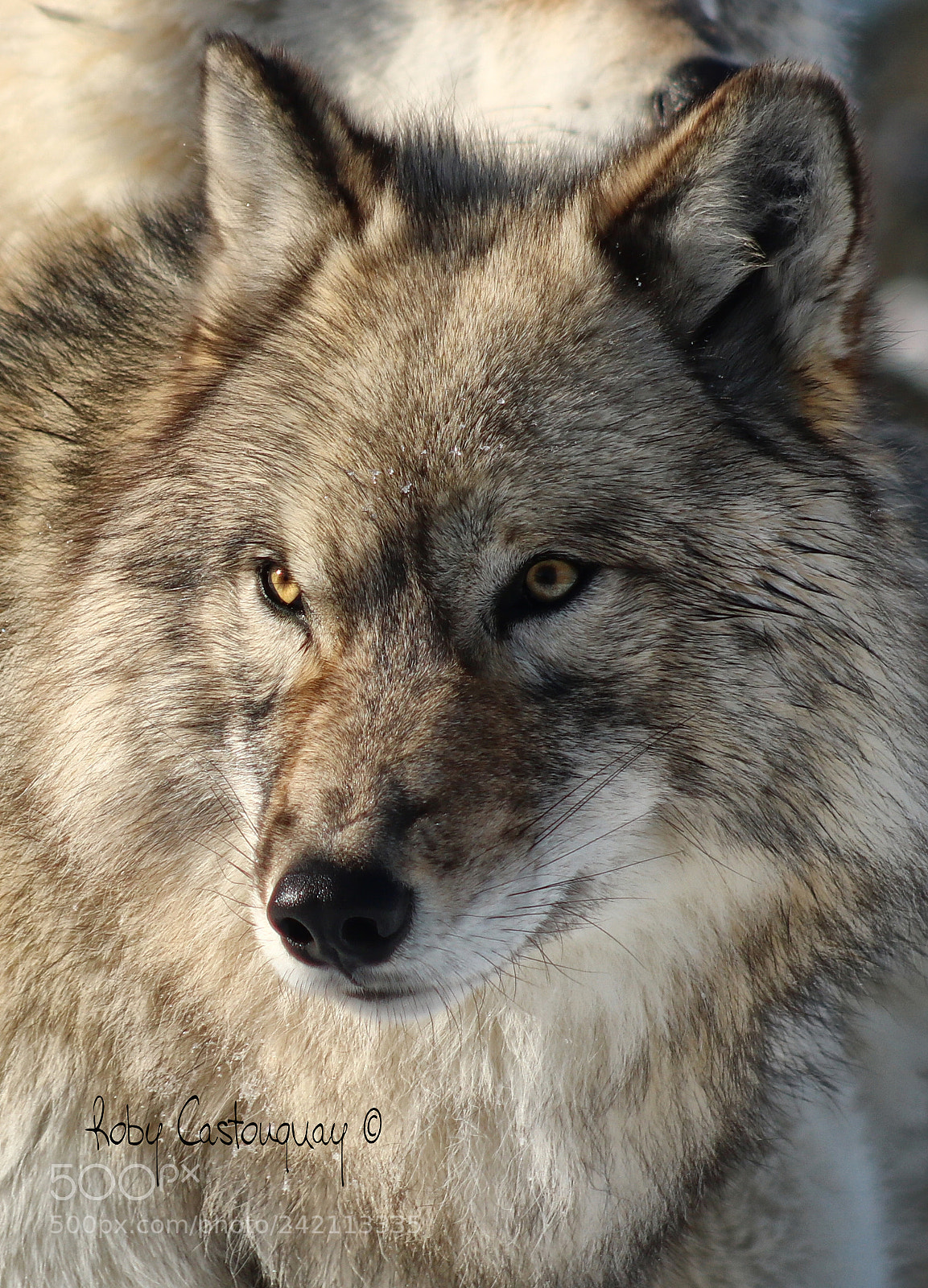 Canon EOS 760D (EOS Rebel T6s / EOS 8000D) sample photo. Gray wolf photography