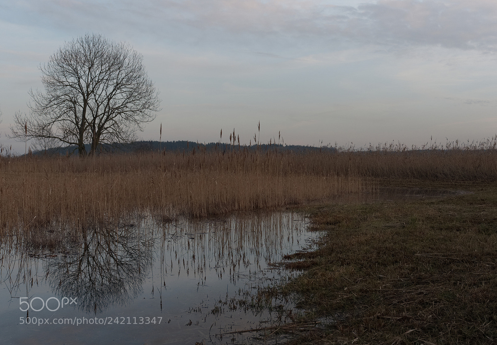 Fujifilm X-T10 sample photo. Water reed photography