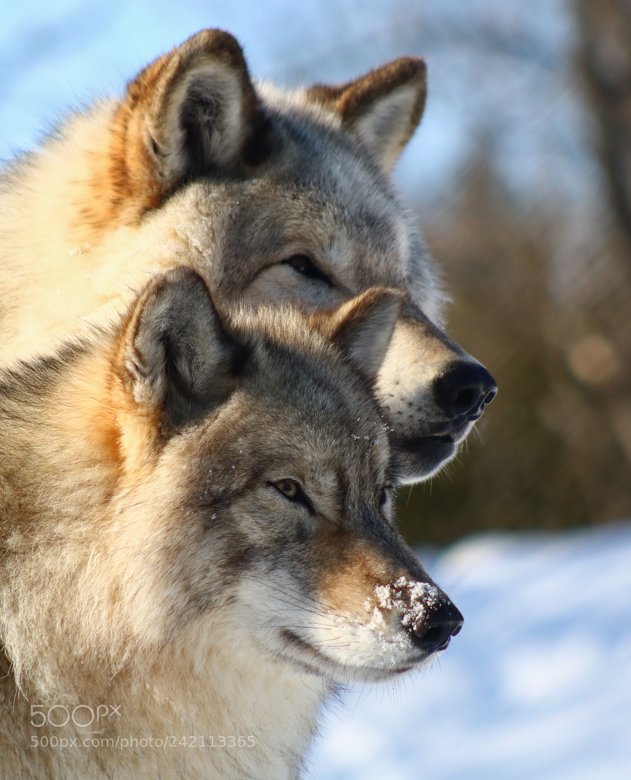 Canon EOS 760D (EOS Rebel T6s / EOS 8000D) sample photo. Gray wolves photography