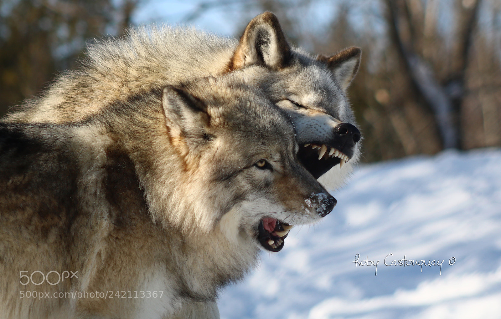Canon EOS 760D (EOS Rebel T6s / EOS 8000D) sample photo. Gray wolves photography