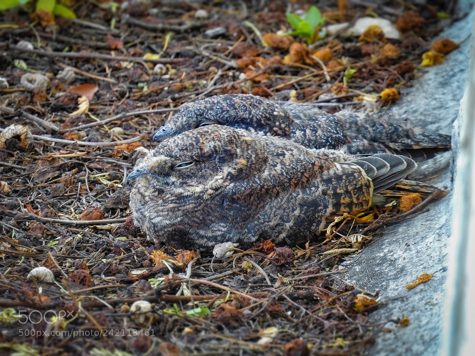 Nikon Coolpix P900 sample photo. Band-winged nightjar photography