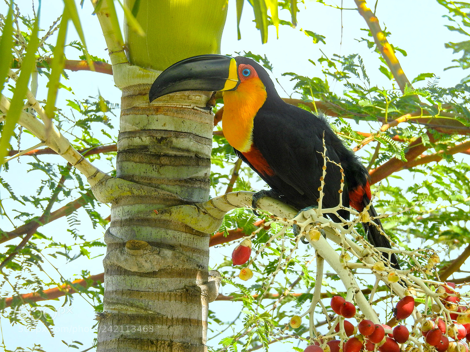 Nikon Coolpix P900 sample photo. Channel-billed toucan photography