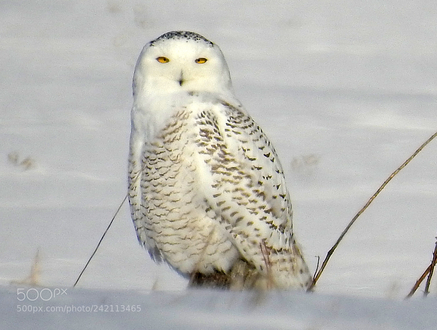 Nikon Coolpix P900 sample photo. Snowy owl photography