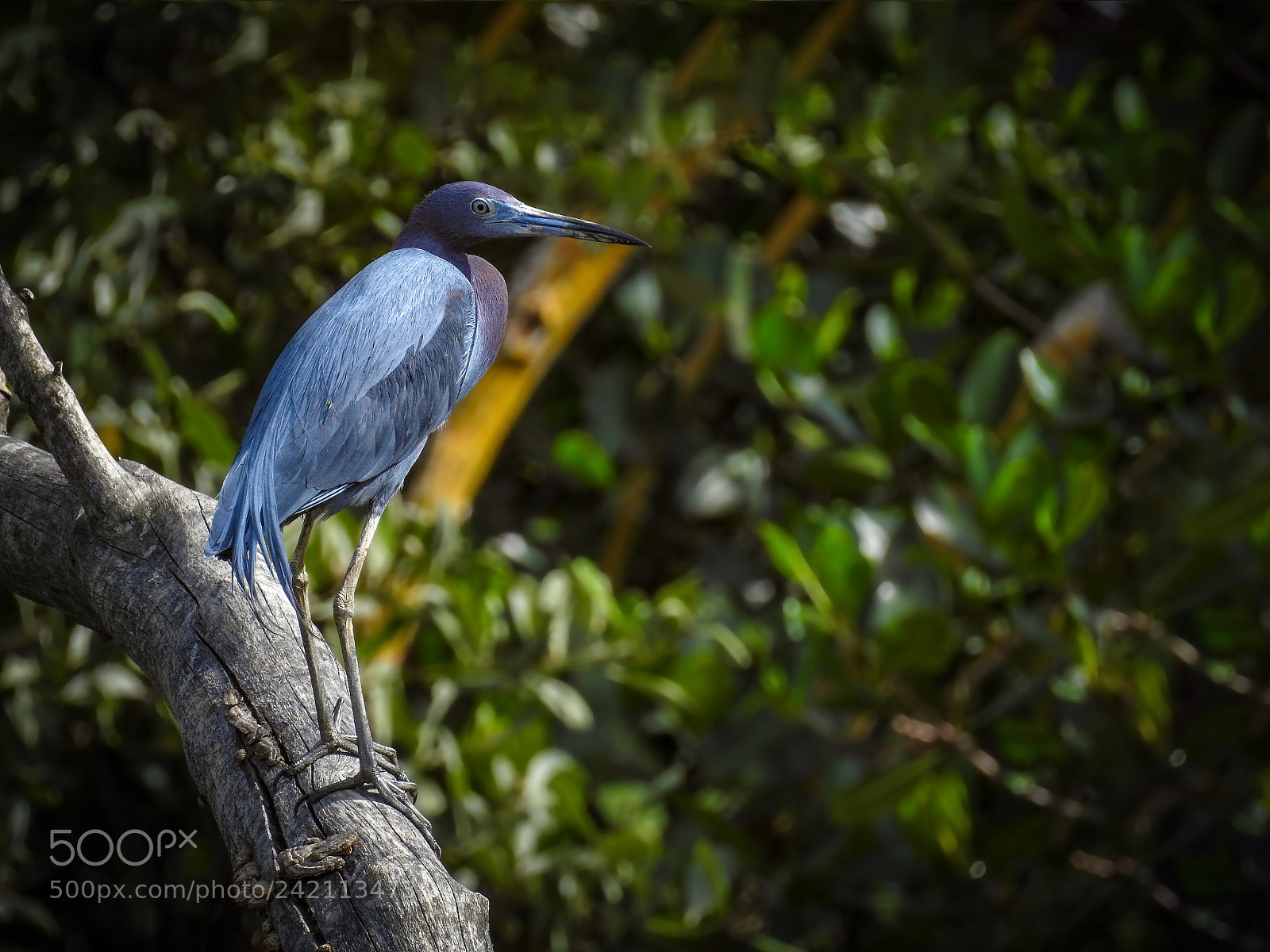 Nikon Coolpix P900 sample photo. Little blue heron photography