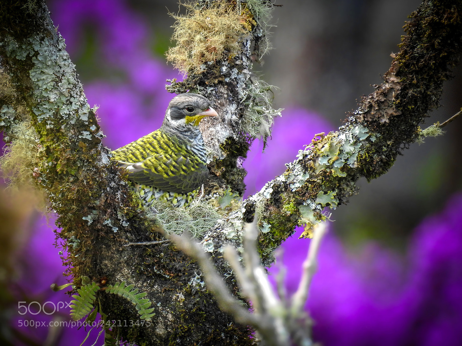 Nikon Coolpix P900 sample photo. Swallow-tailed cotinga photography