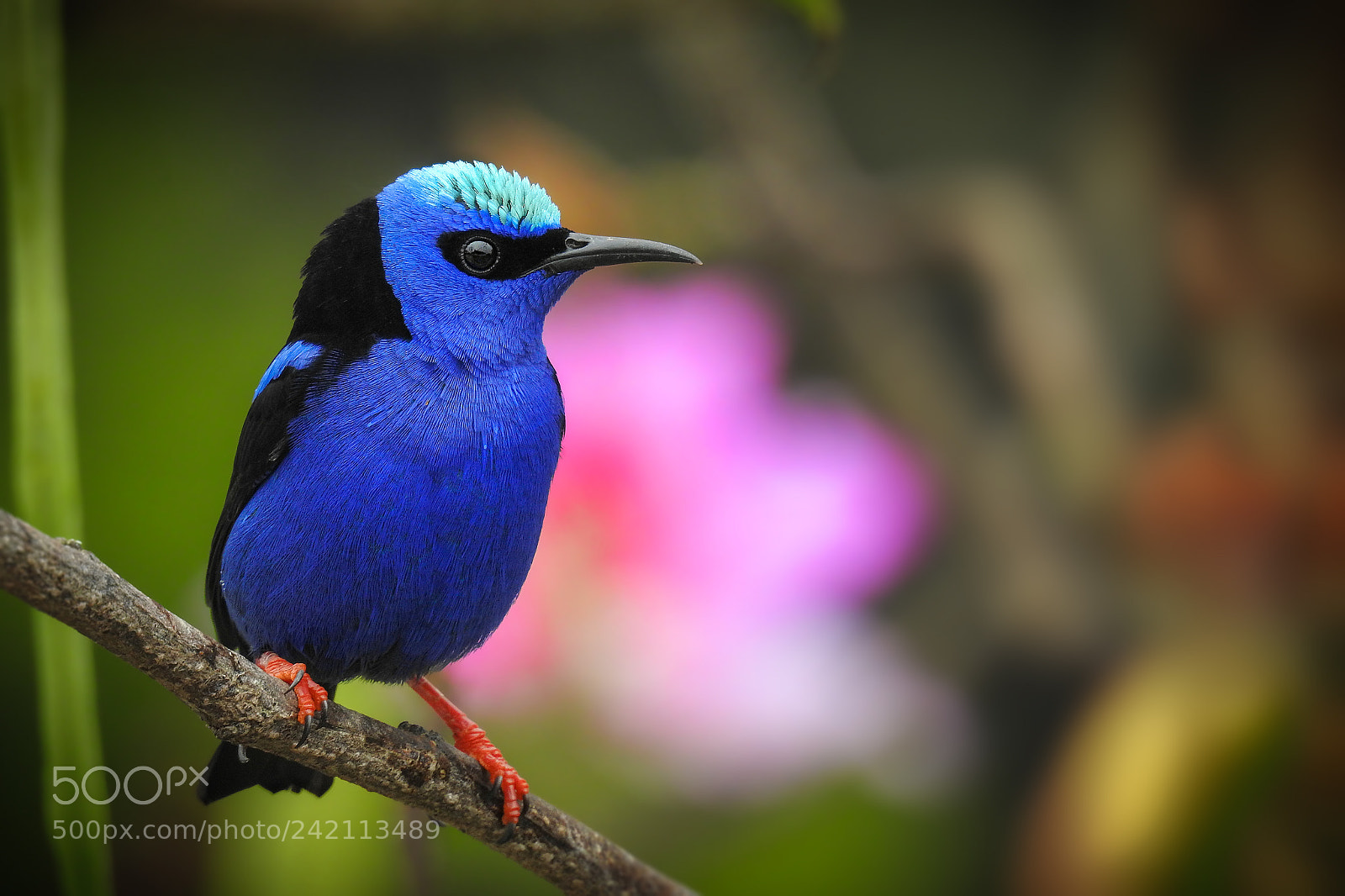 Nikon Coolpix P900 sample photo. Red-legged honeycreeper photography