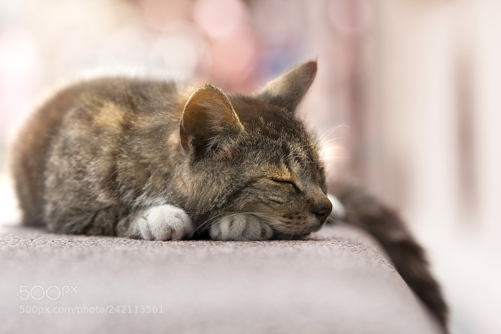 Nikon D500 sample photo. Gatito de la recoleta photography
