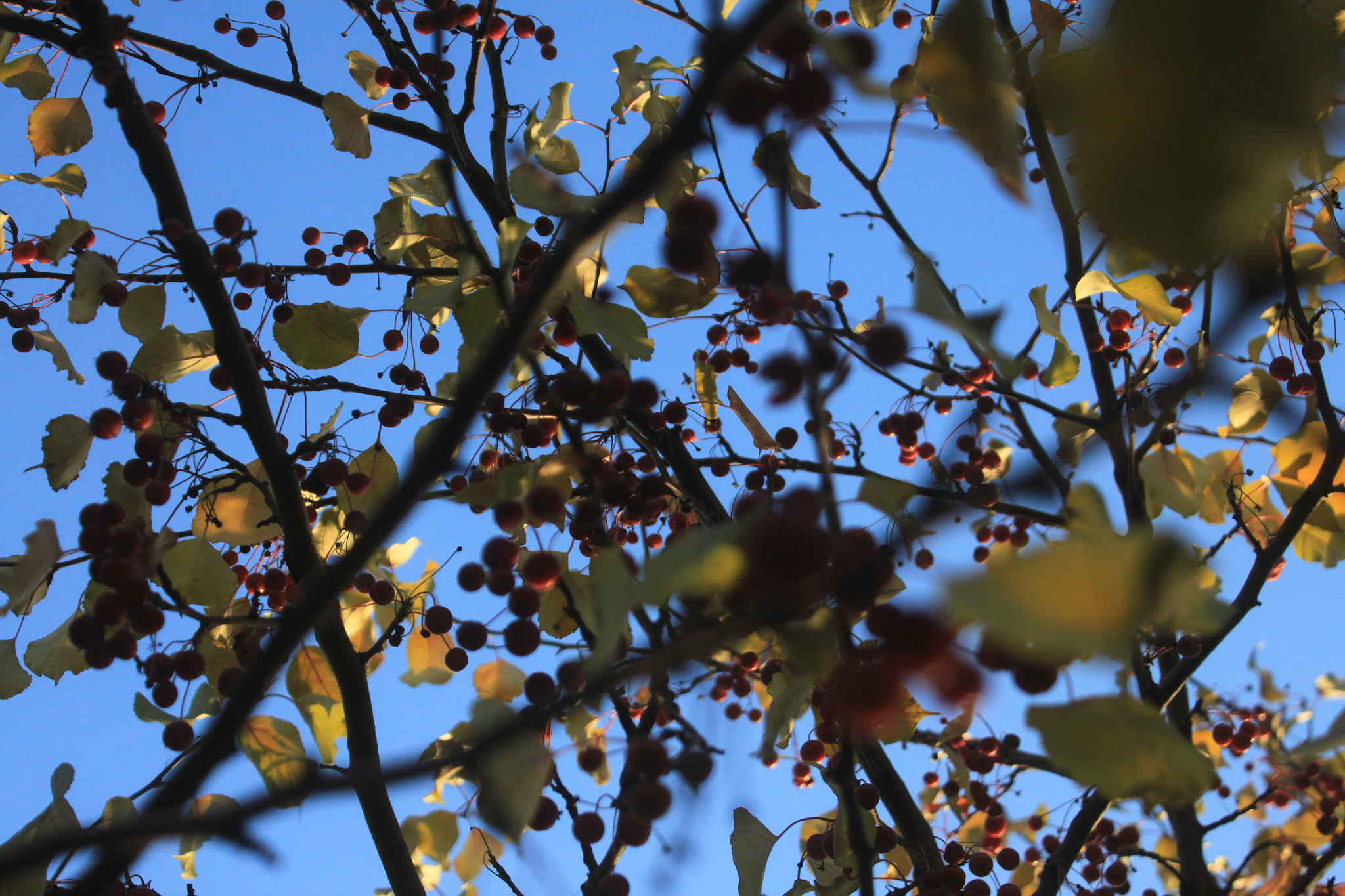 Canon EOS 500D (EOS Rebel T1i / EOS Kiss X3) sample photo. Img photography