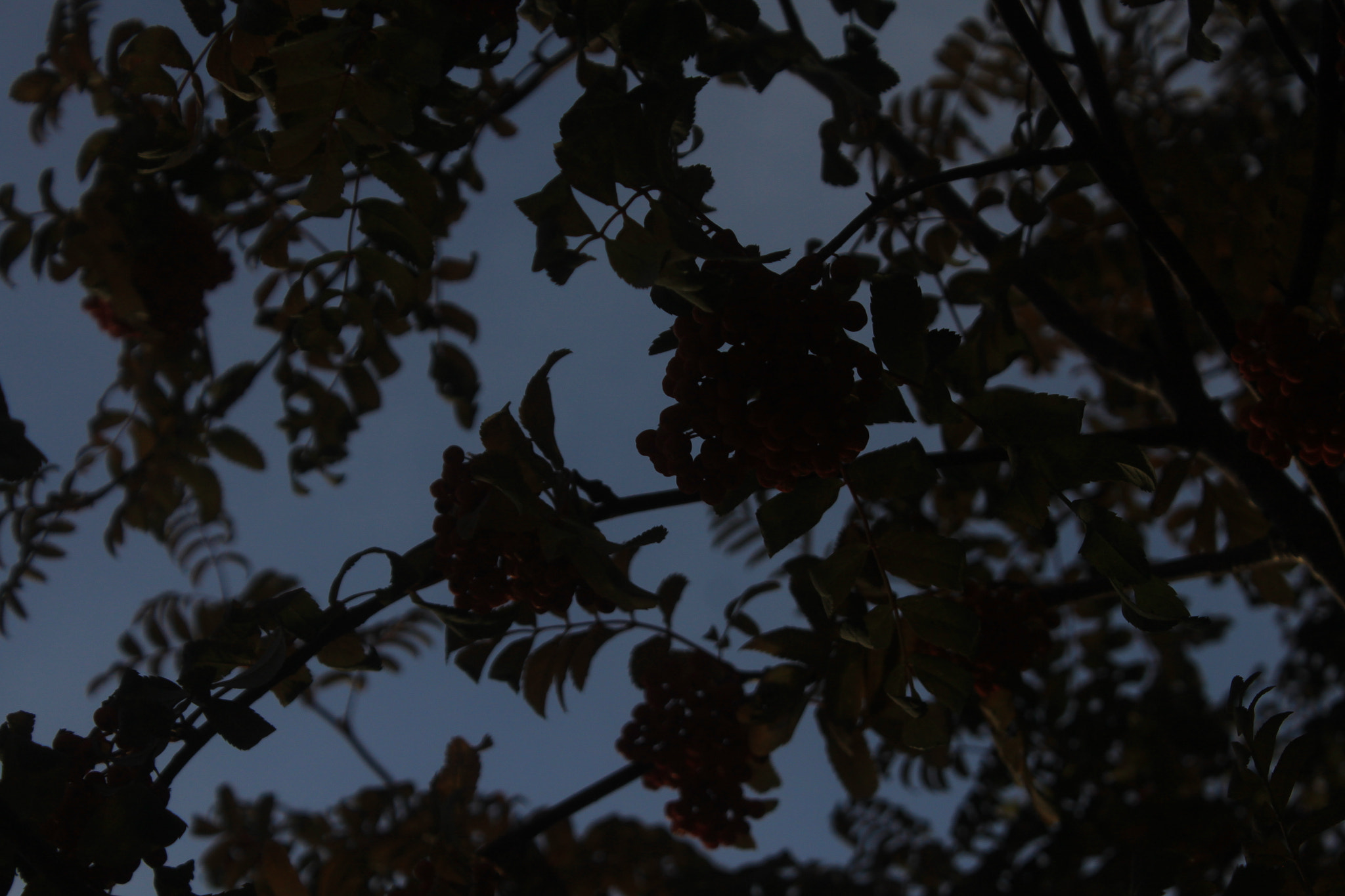 Canon EOS 500D (EOS Rebel T1i / EOS Kiss X3) sample photo. Img photography