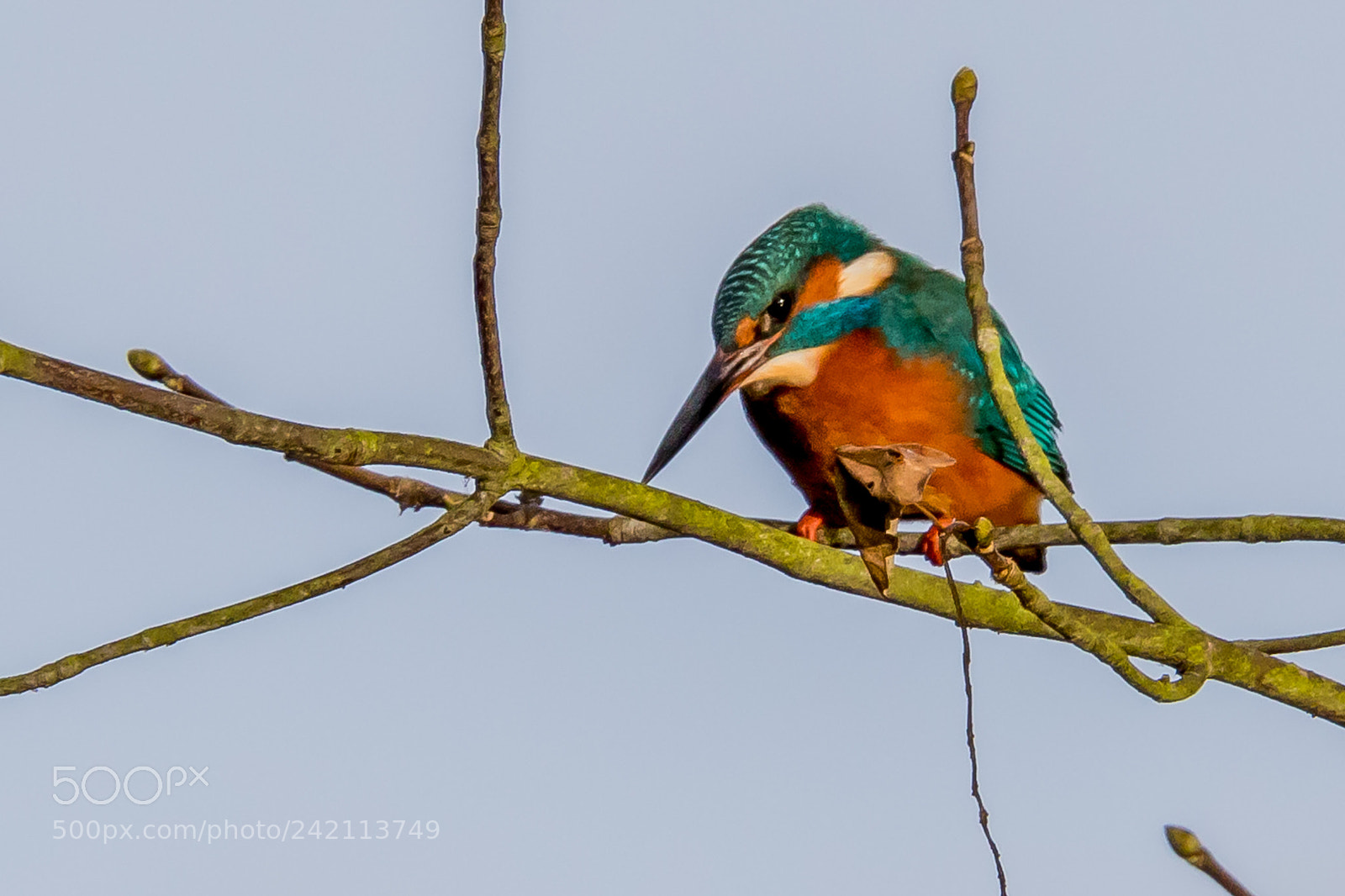 Canon EOS 7D Mark II sample photo. Kingfisher photography