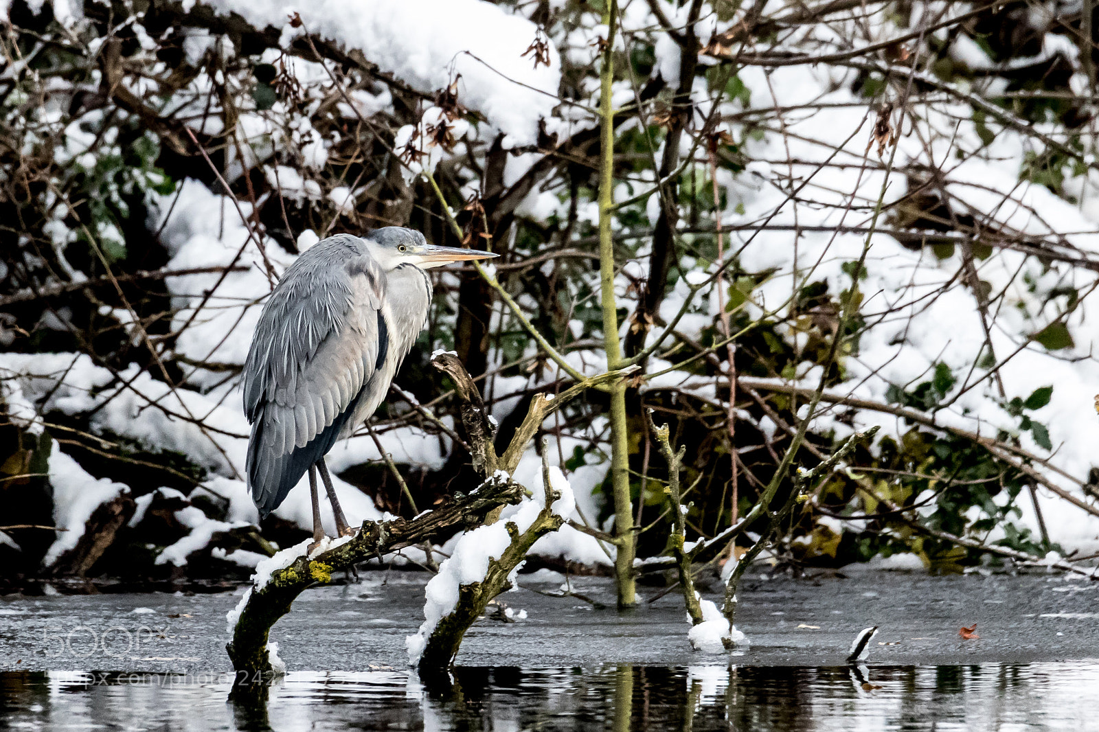 Canon EOS 7D Mark II sample photo. Heron photography