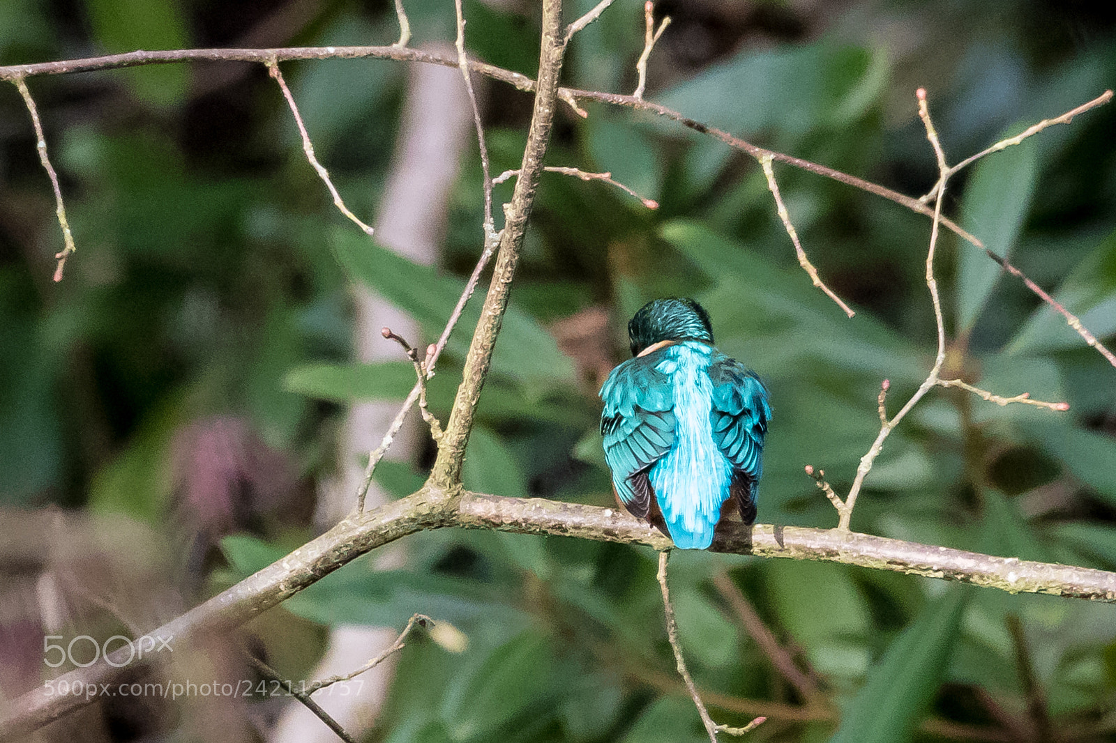 Canon EOS 7D Mark II sample photo. Kingfisher photography