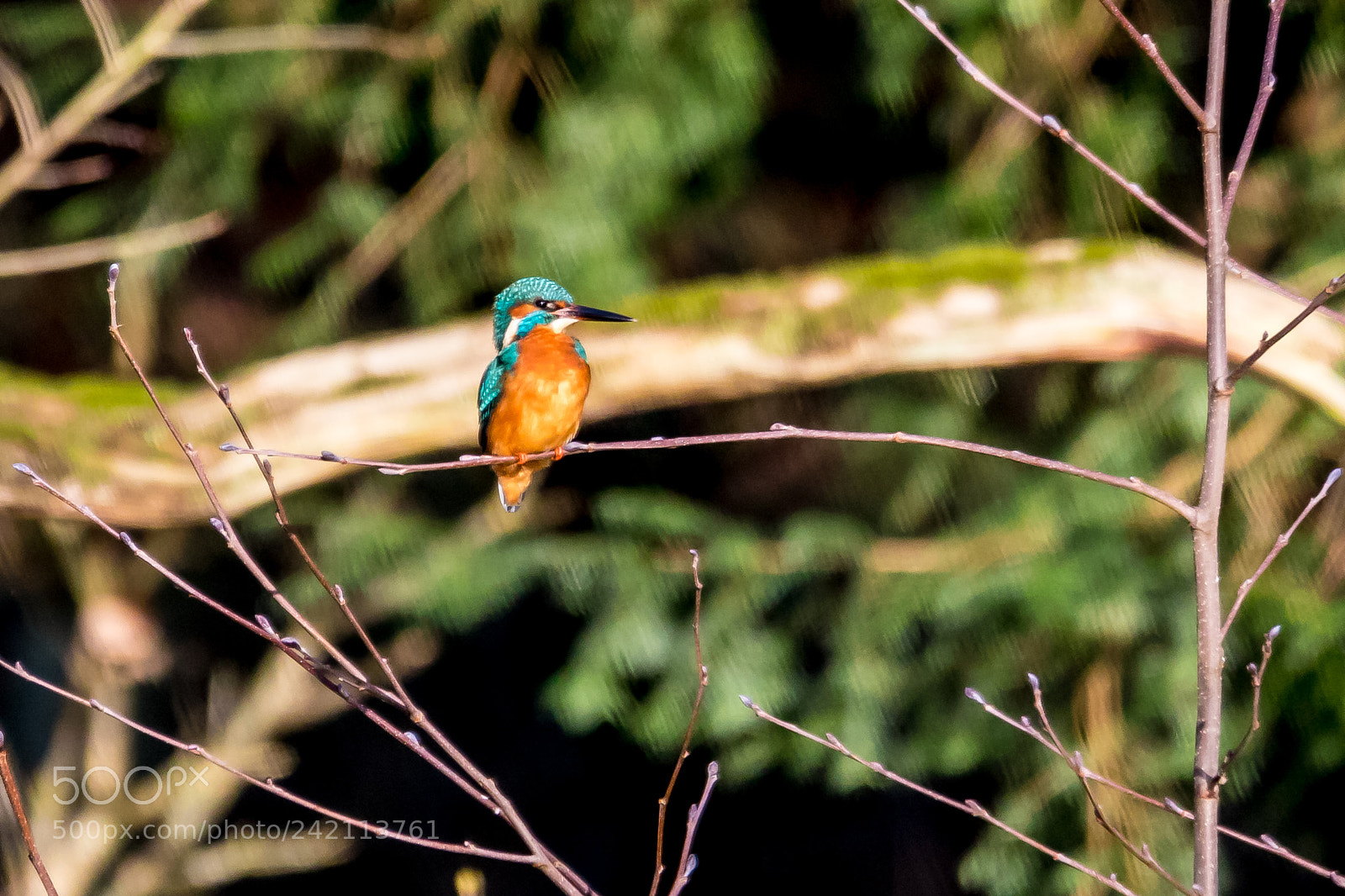 Canon EOS 7D Mark II sample photo. Kingfisher photography