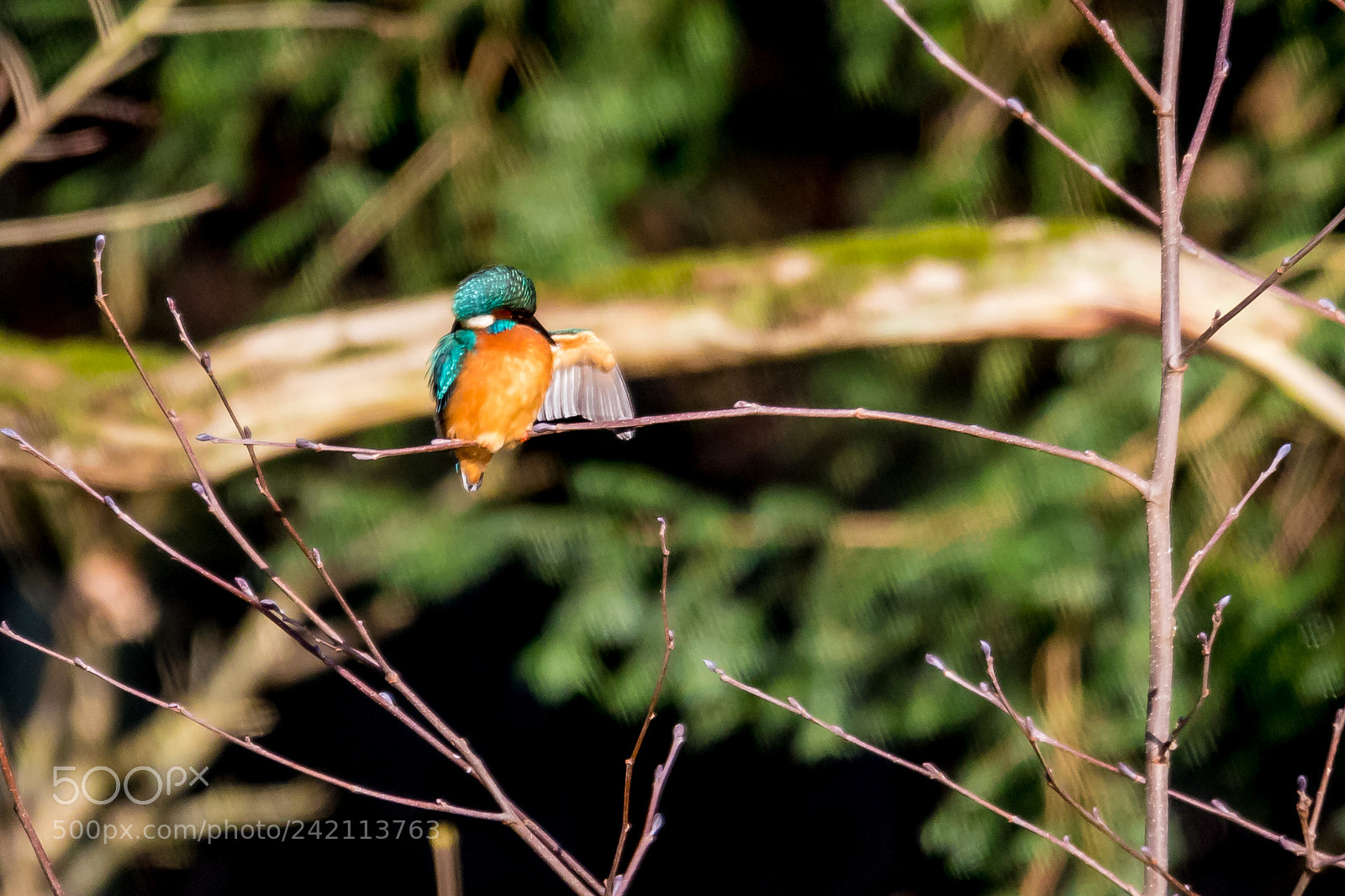 Canon EOS 7D Mark II sample photo. Kingfisher photography