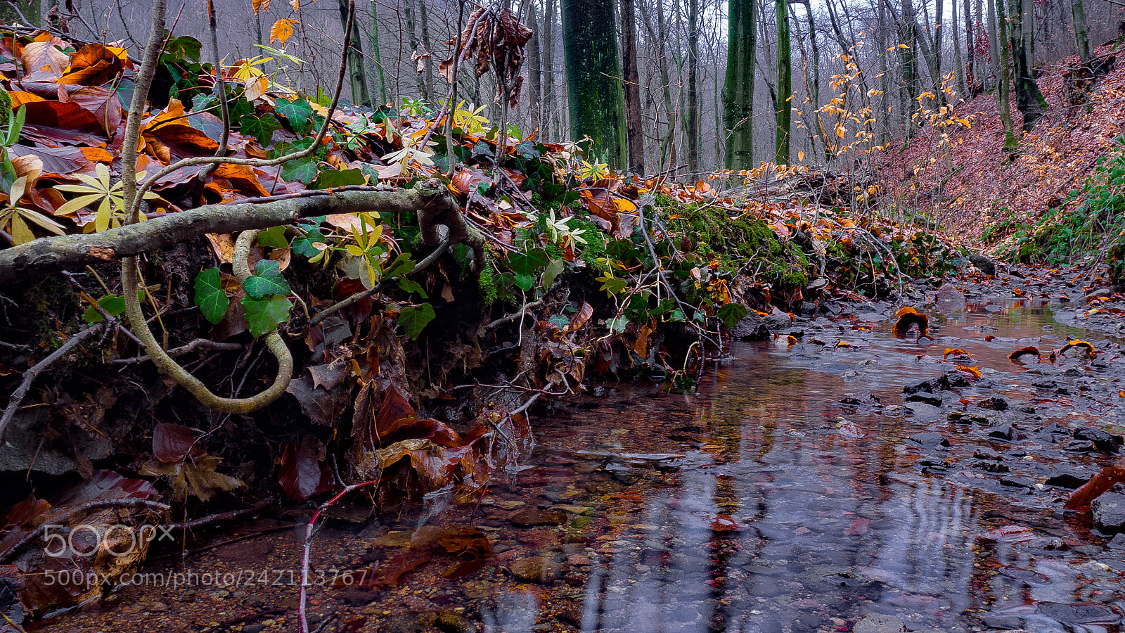 Olympus OM-D E-M10 II sample photo. Forest passage photography