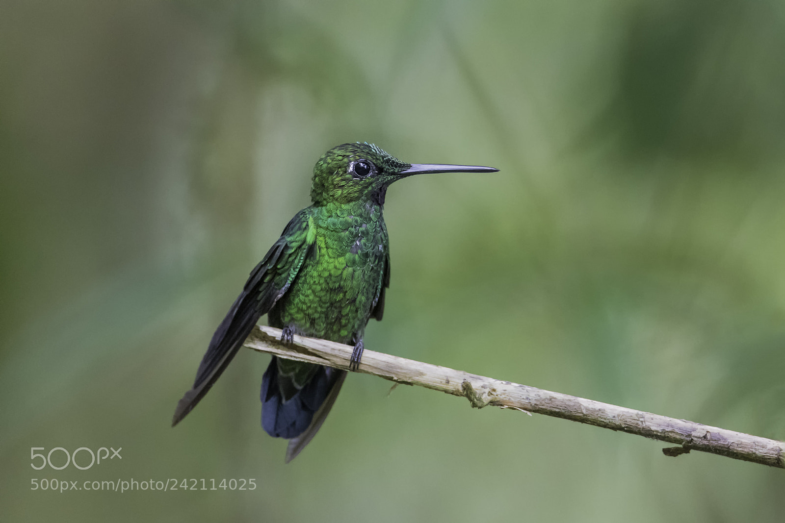 Nikon D850 sample photo. Male green crowned brilliant photography