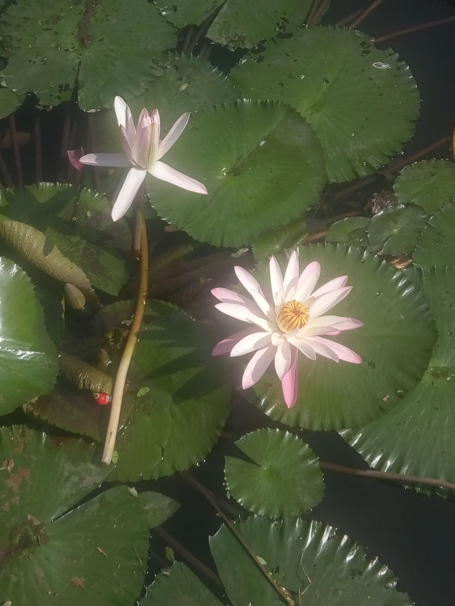 GIONEE F103 Pro sample photo. Untitled photography