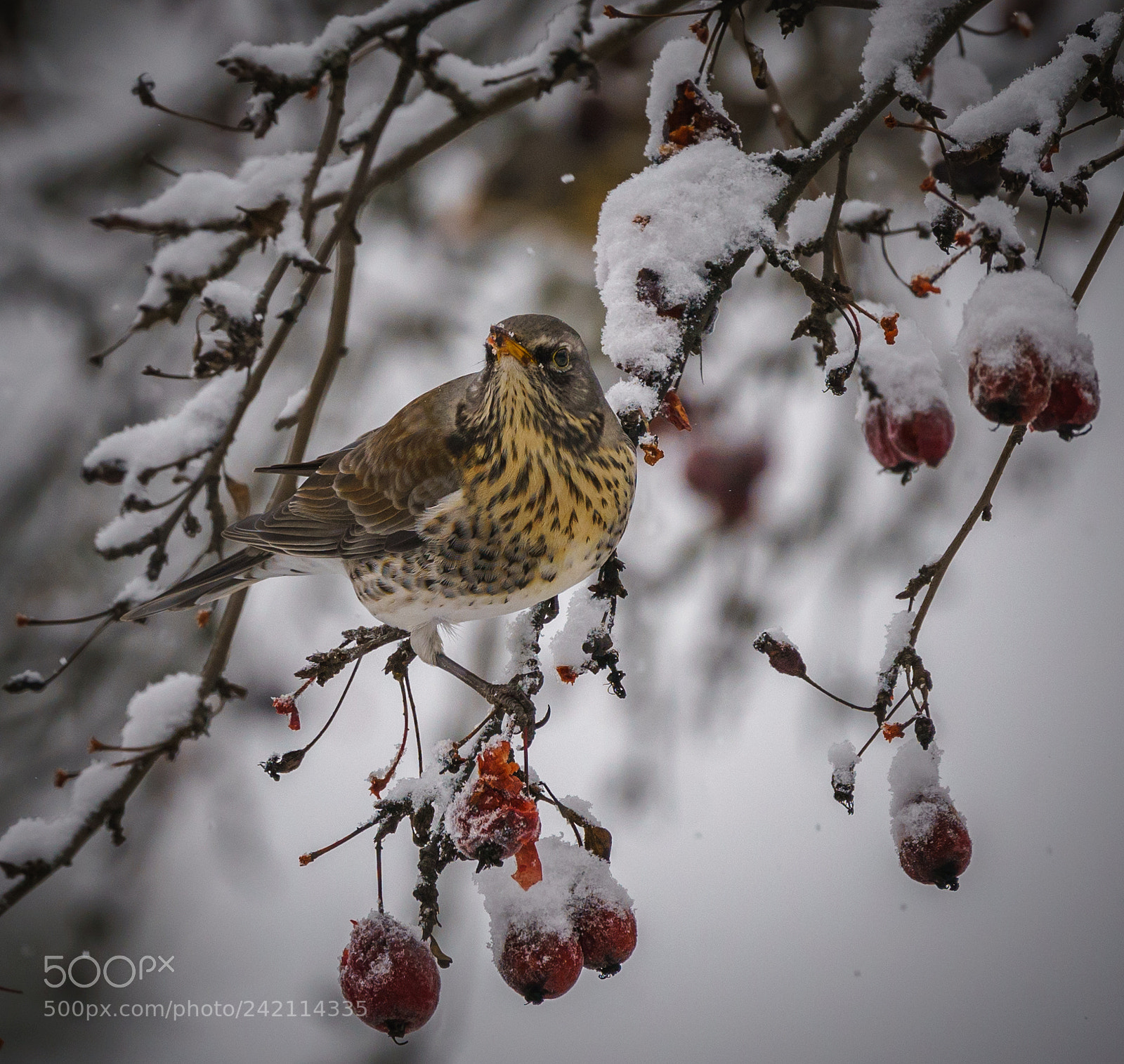 Sony a7R III sample photo. Зимний десерт photography
