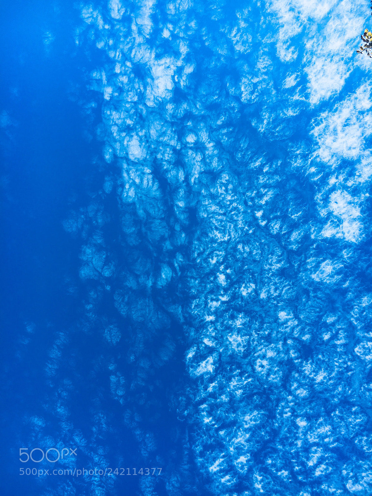 Apple iPhone 6s sample photo. An under water glimpse photography