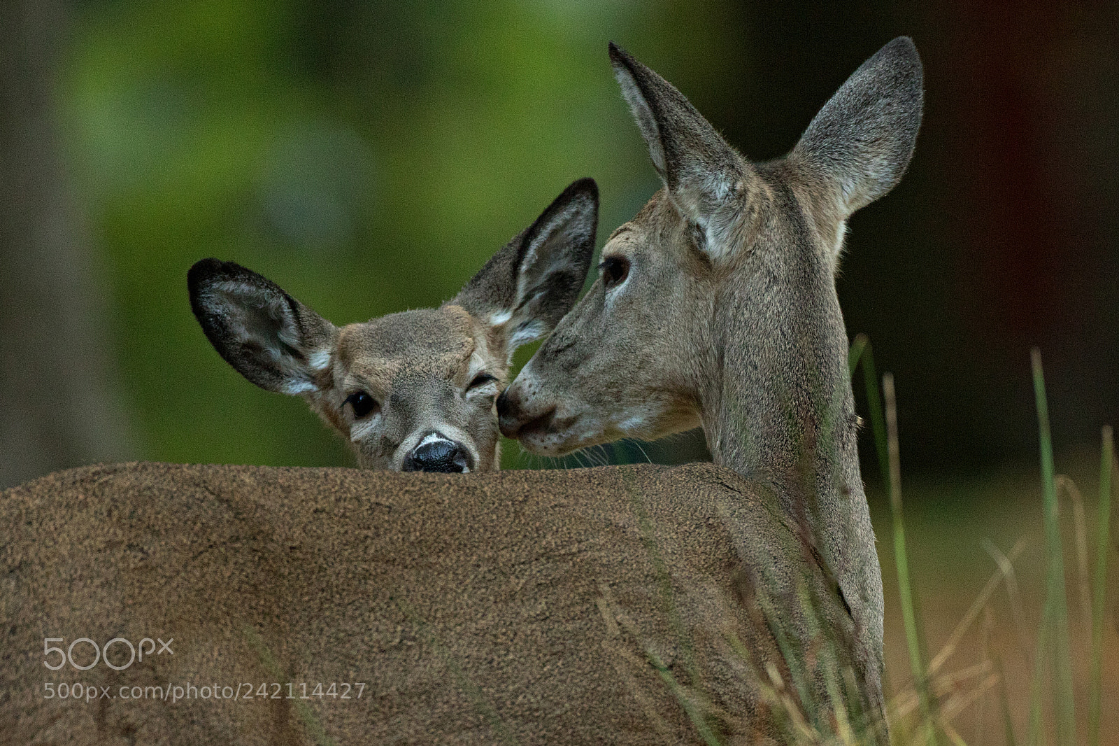 Canon EOS 7D Mark II sample photo. Doe and fawn photography