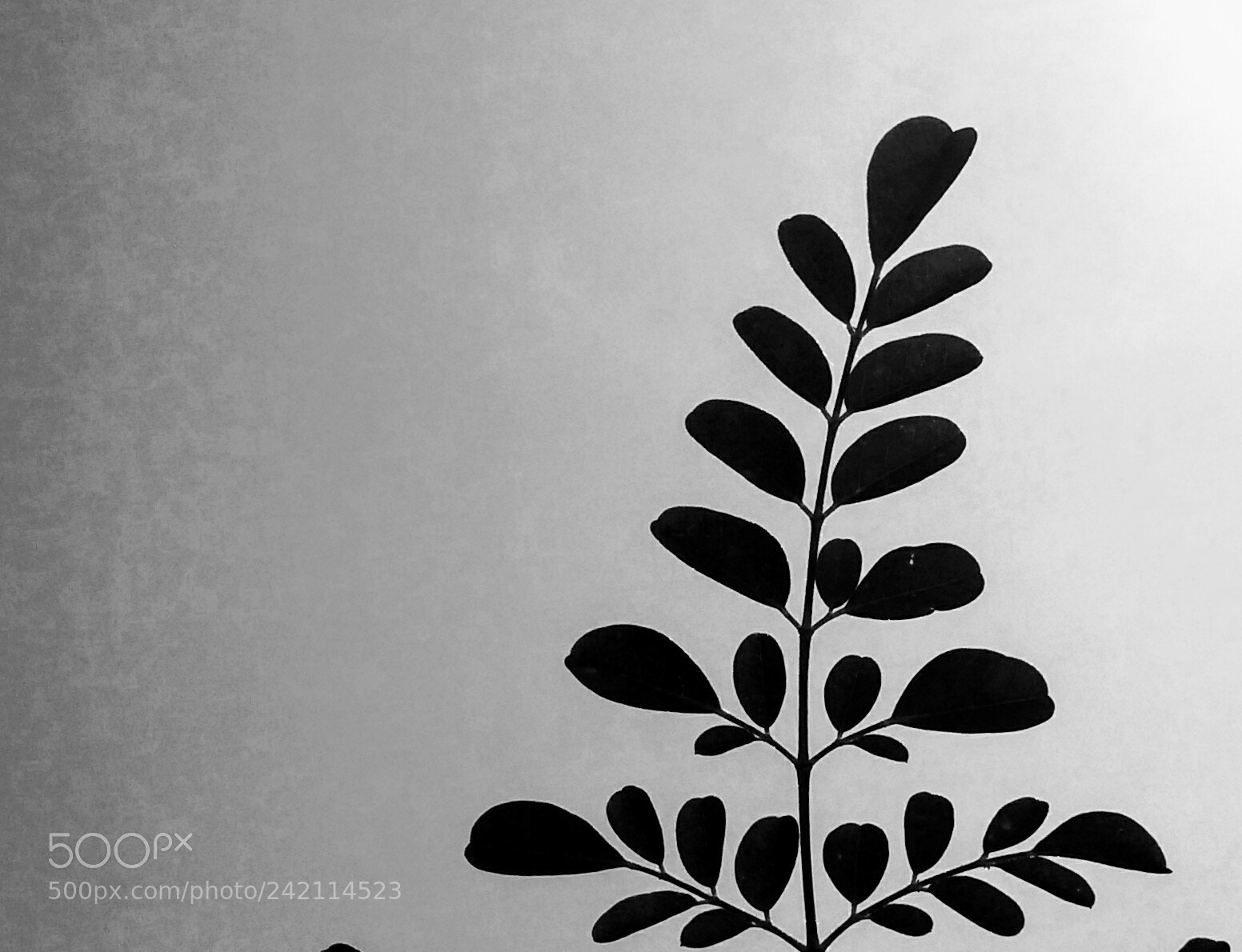 OPPO A37fw-International sample photo. Untitled photography