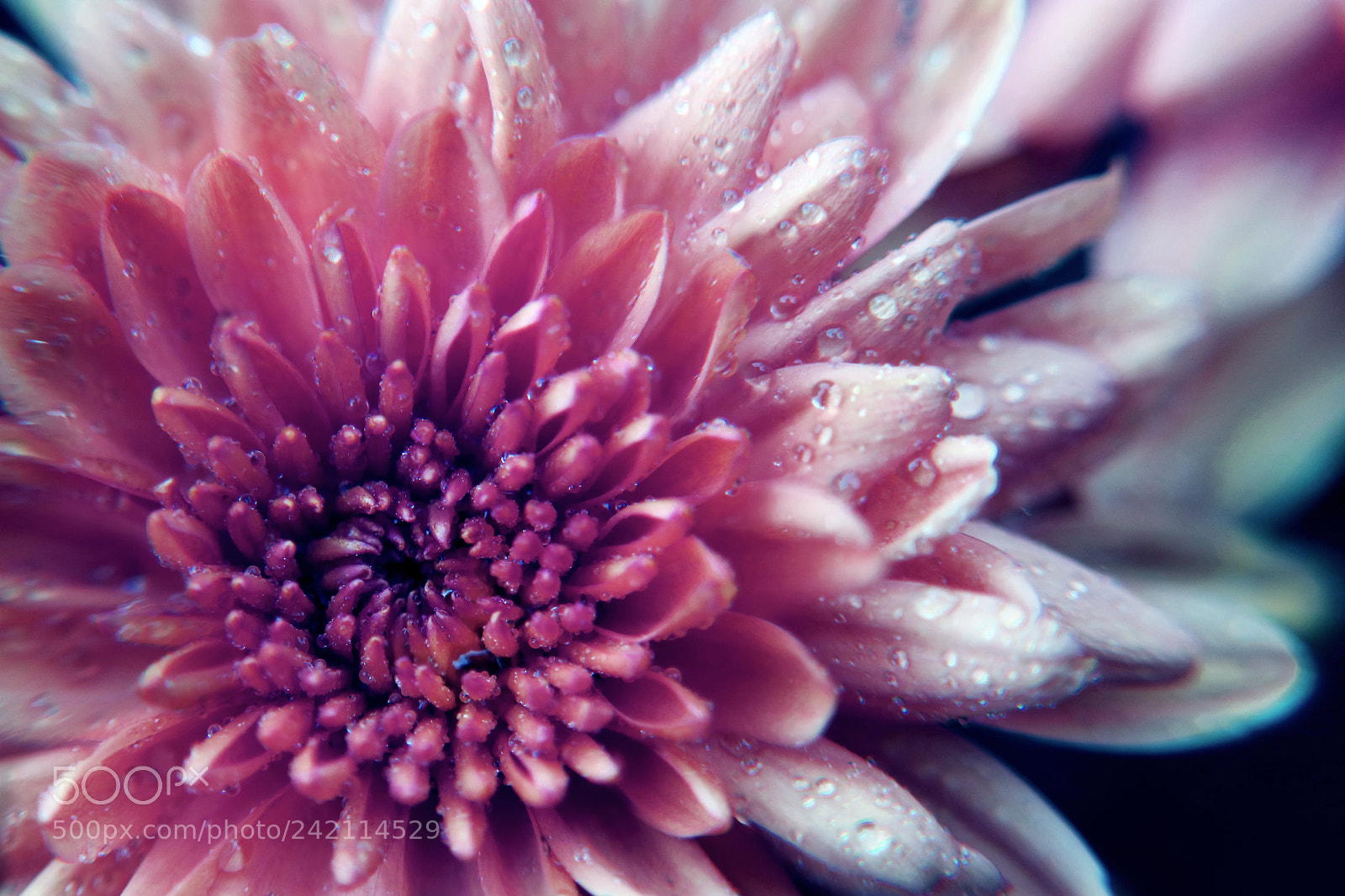 Canon EOS M3 sample photo. Close up photography