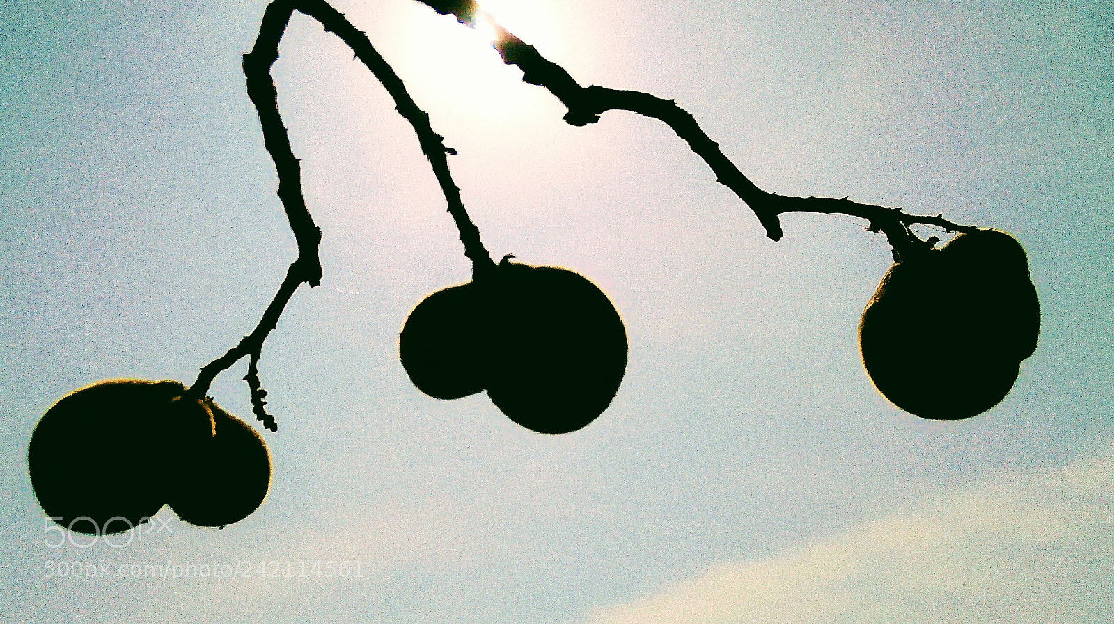 OPPO A37fw-International sample photo. Untitled photography
