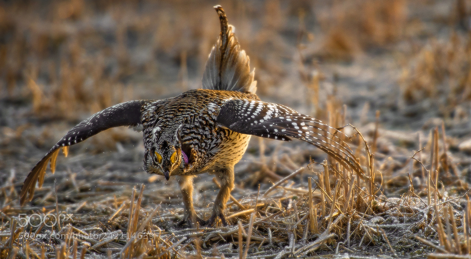 Nikon D810 sample photo. Chicken dance photography