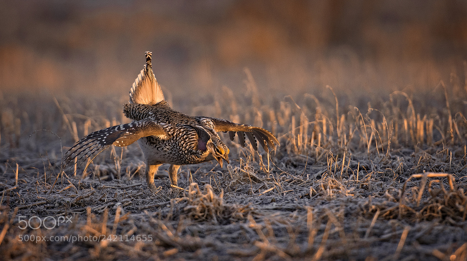 Nikon D810 sample photo. Chicken dance photography