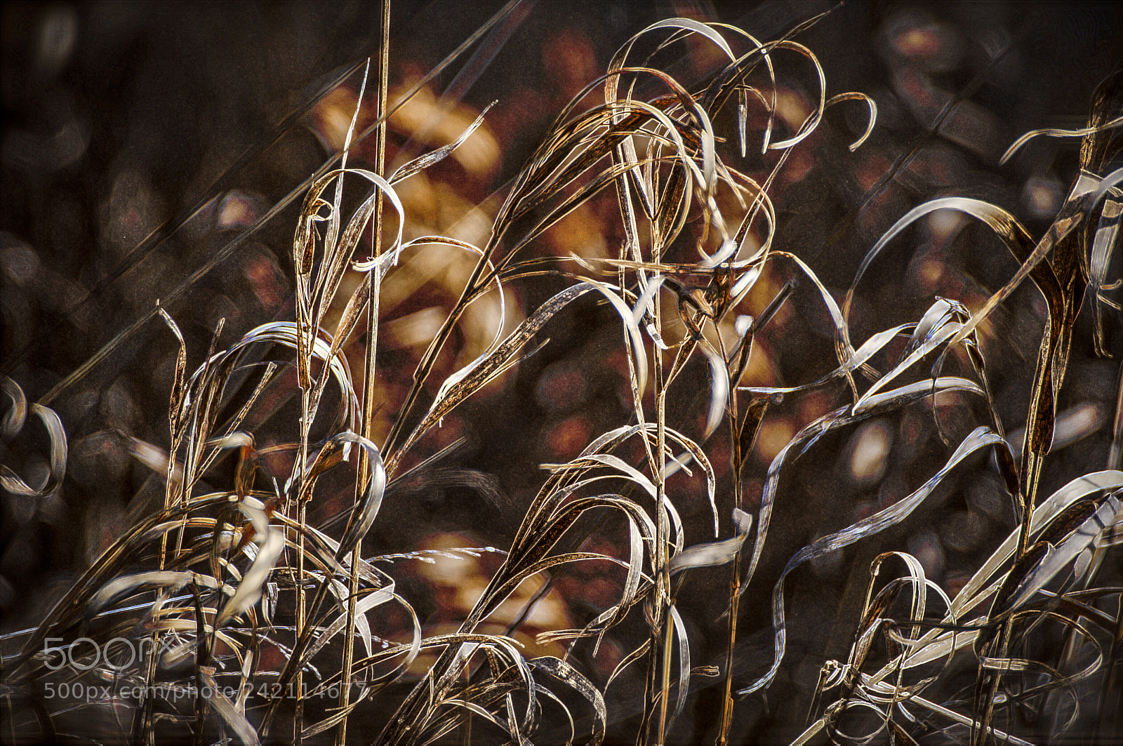 Nikon D700 sample photo. Dead grass photography