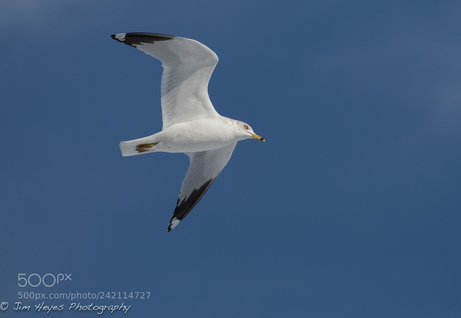 Canon EOS 7D Mark II sample photo. Ring billed gull soaring photography