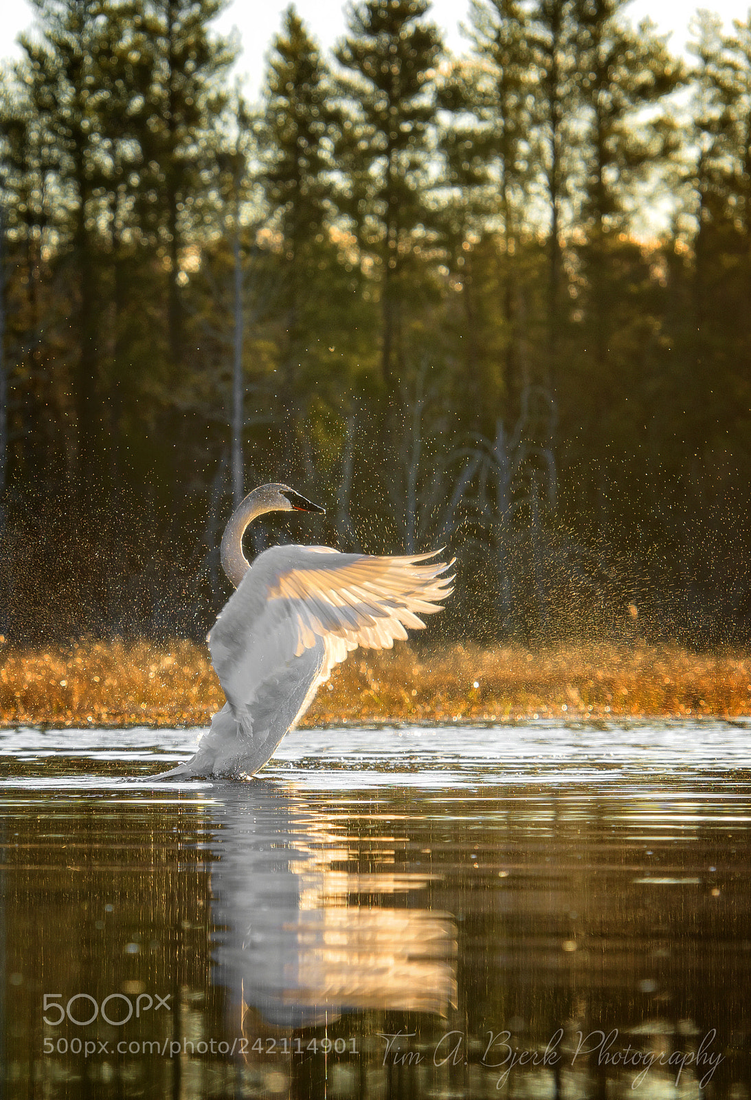 Nikon D810 sample photo. Golden wings photography
