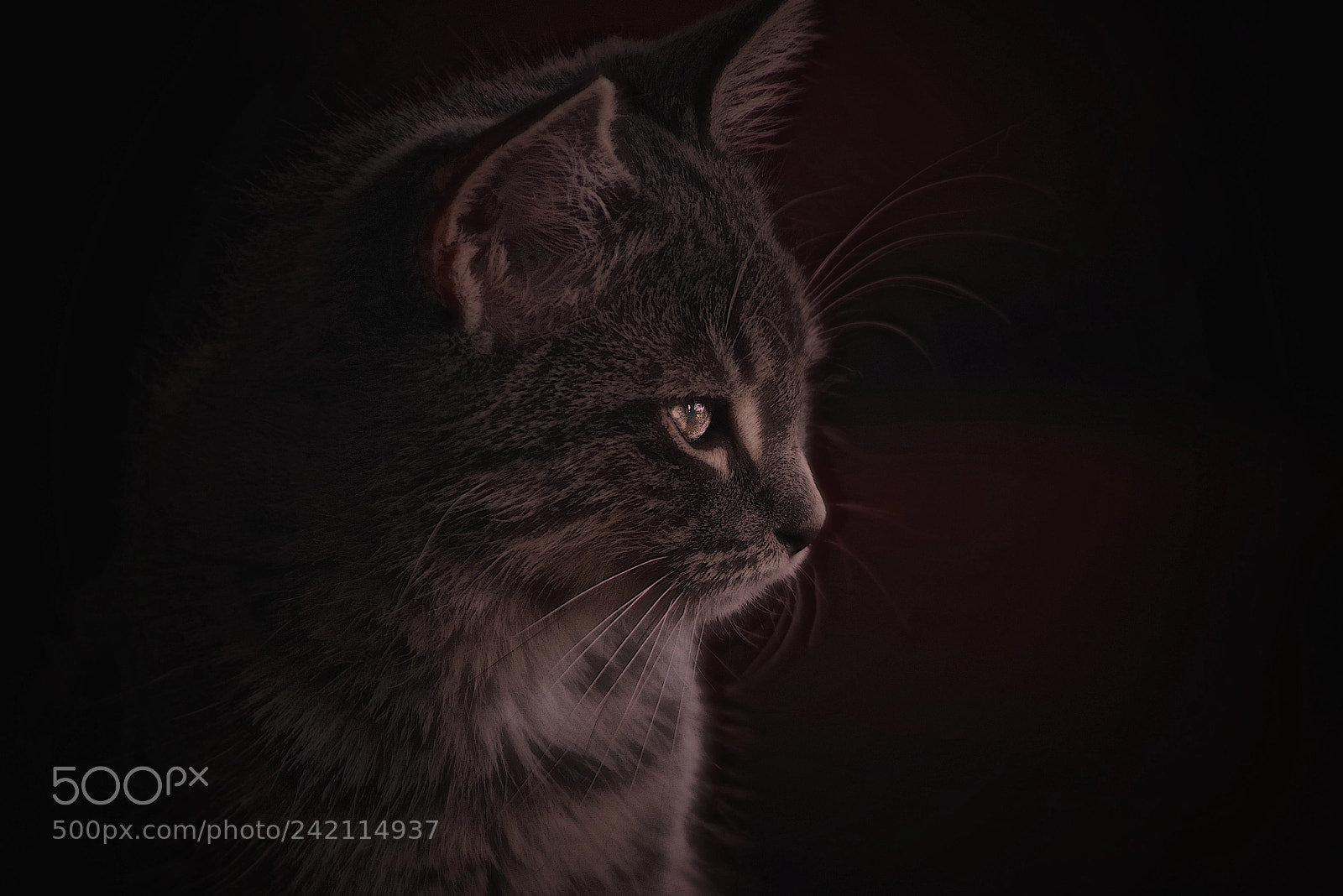 Pentax K-1 sample photo. Predatory stare photography