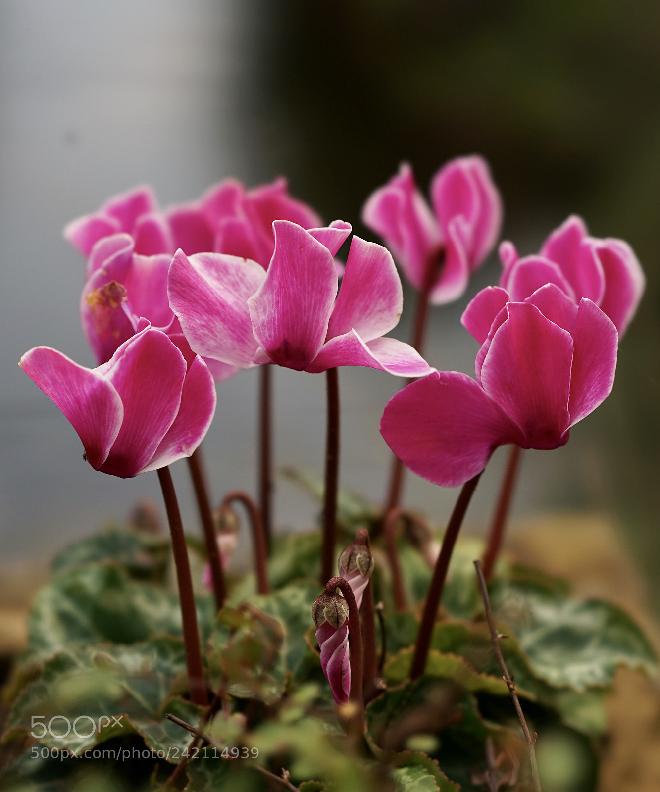 Sony a7 II sample photo. Winter colors. cyclamen. photography