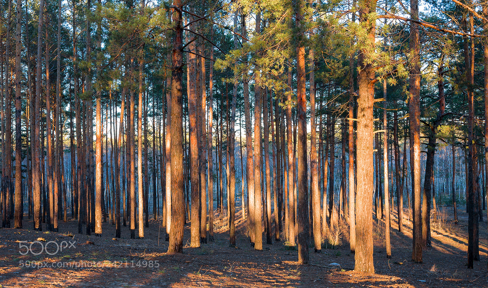 Canon EOS 5D sample photo. Evening spruces photography