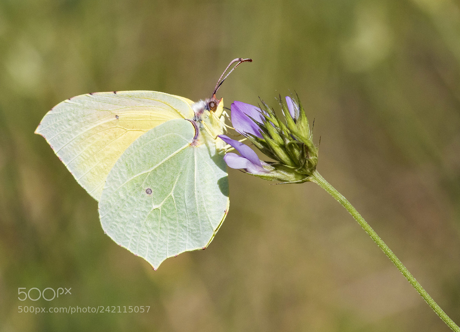 Canon EOS 7D Mark II sample photo. Le citron photography