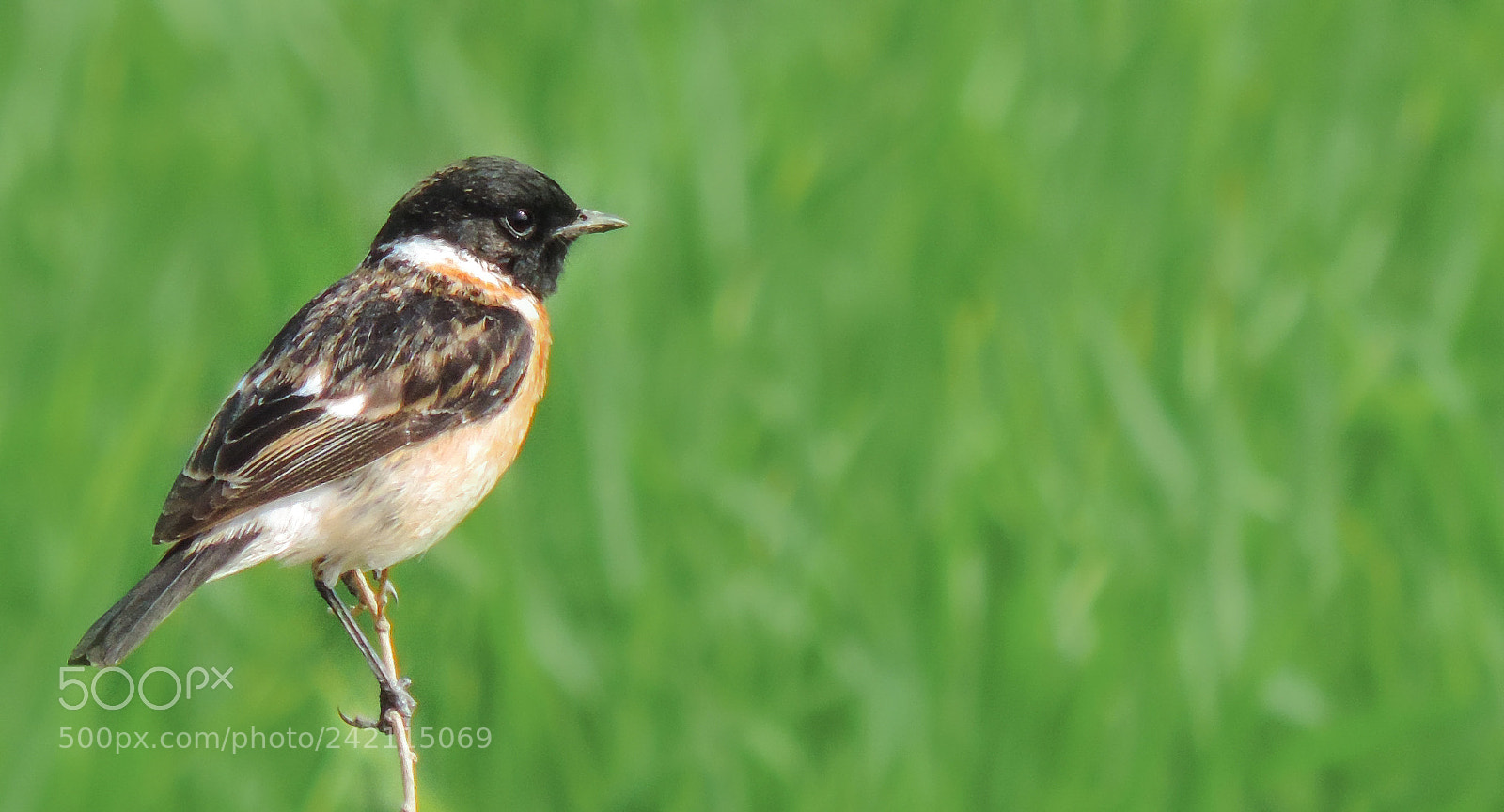 Nikon Coolpix P520 sample photo. Siberian stonechat photography