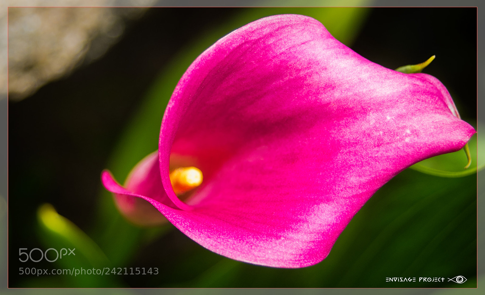 Sony a7R sample photo. Pink lily photography