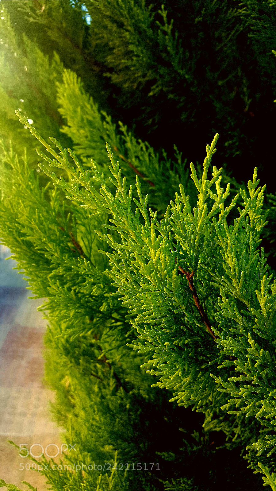 Samsung Galaxy S6 sample photo. Green photography