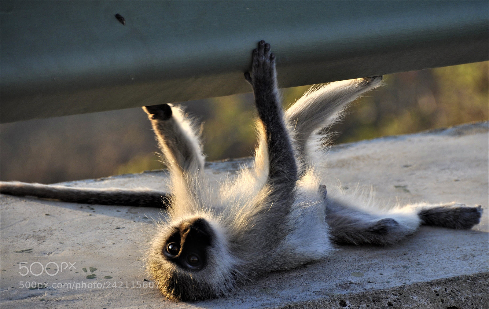 Nikon D90 sample photo. In need for affection photography