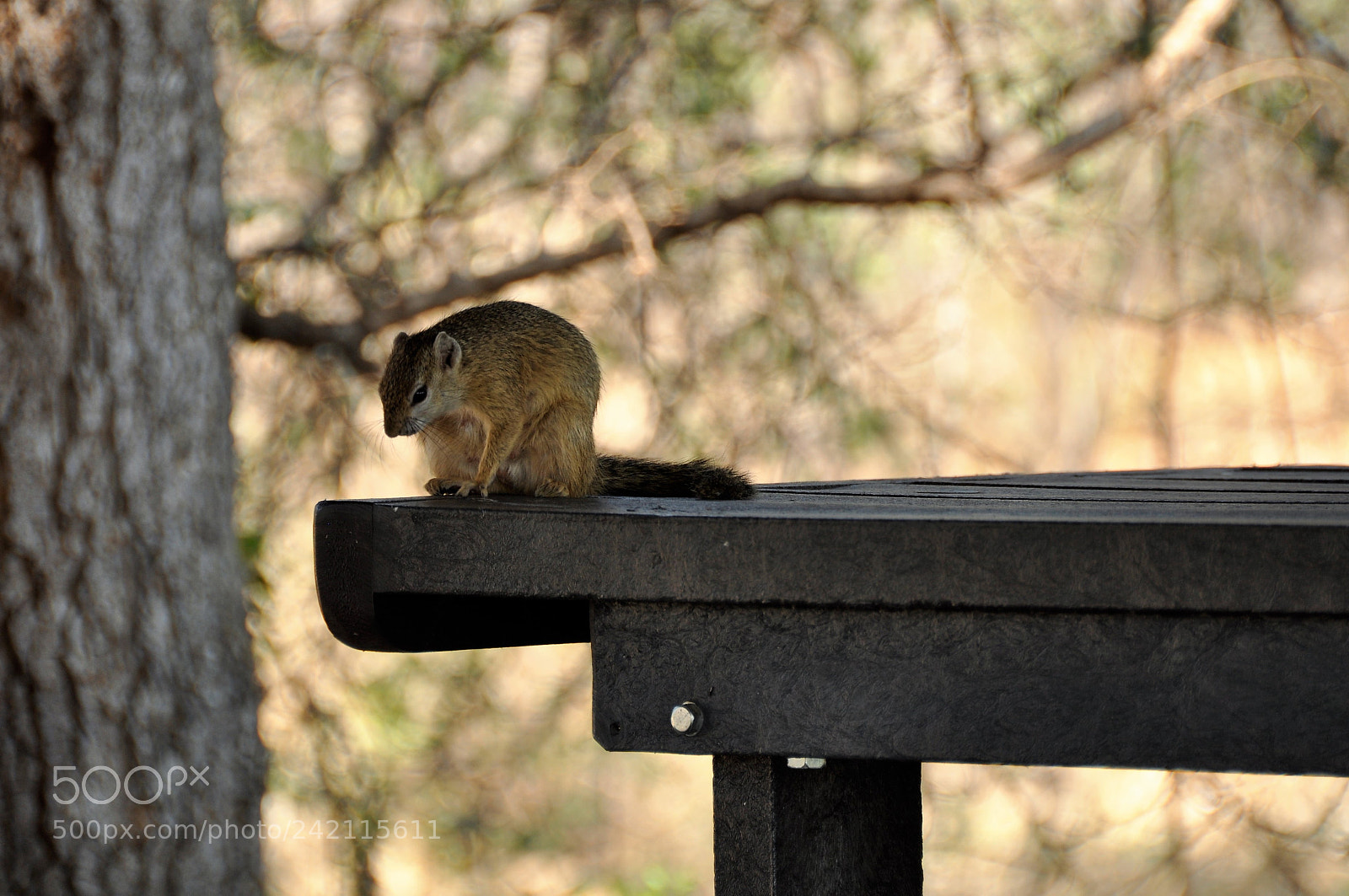 Nikon D90 sample photo. Squirrel photography