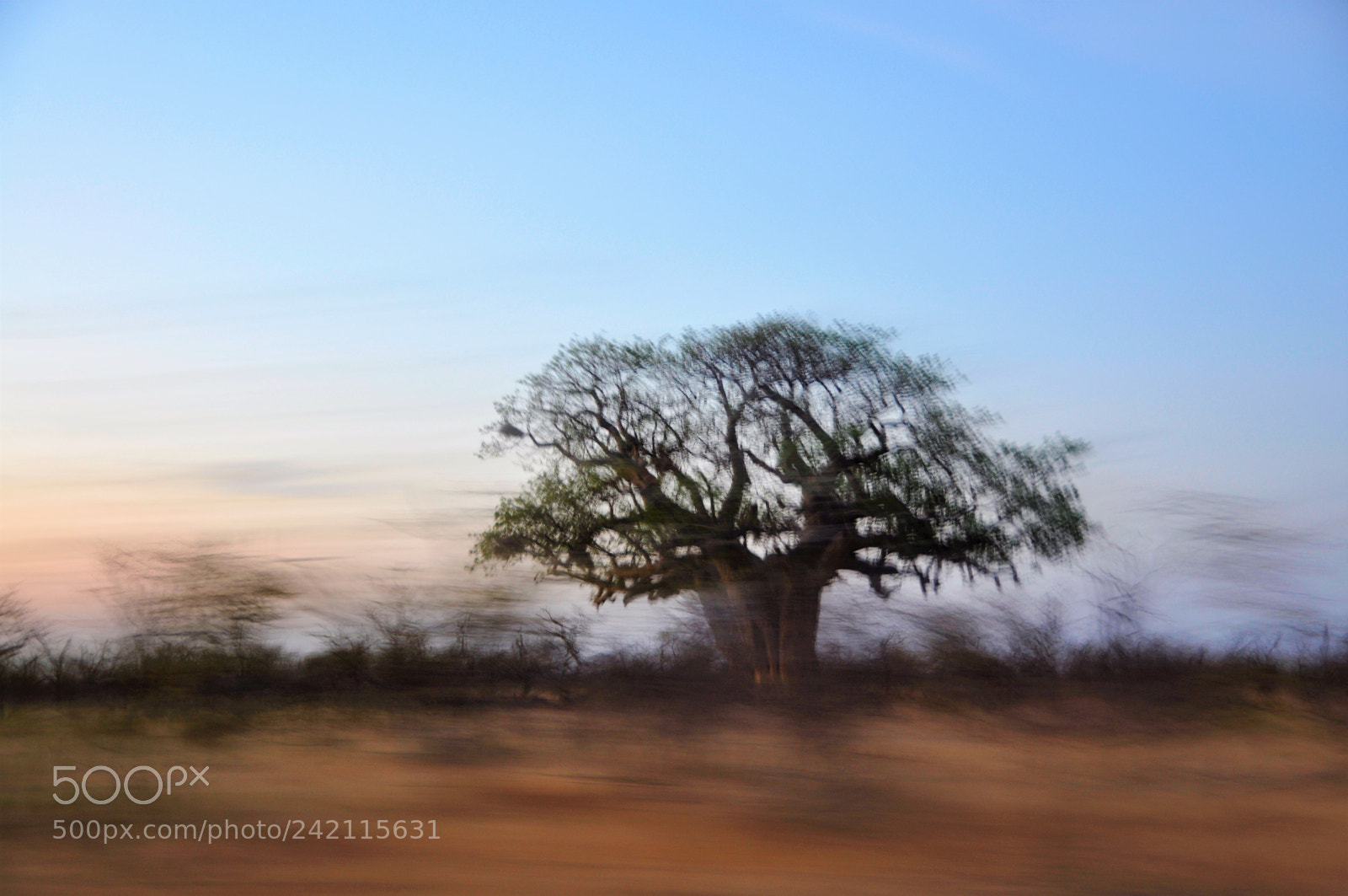 Nikon D90 sample photo. Blur baobab photography
