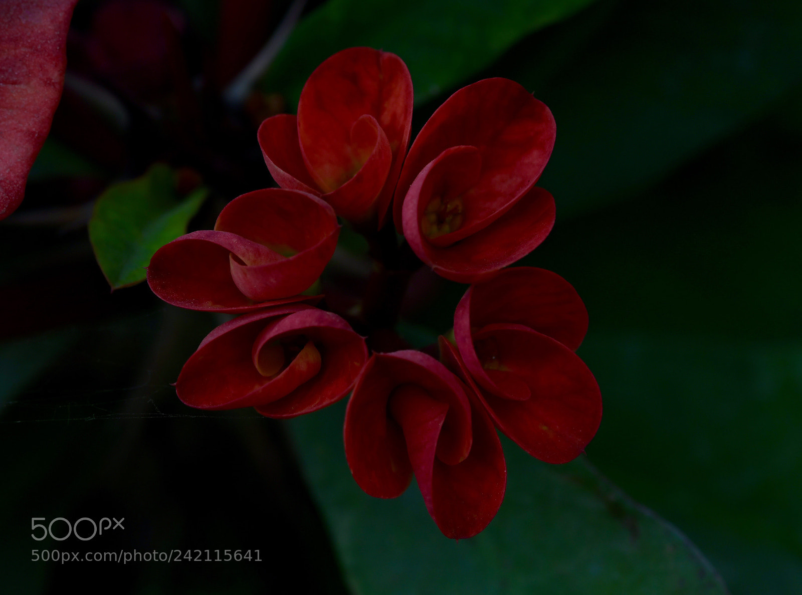 Nikon D850 sample photo. Flowers photography