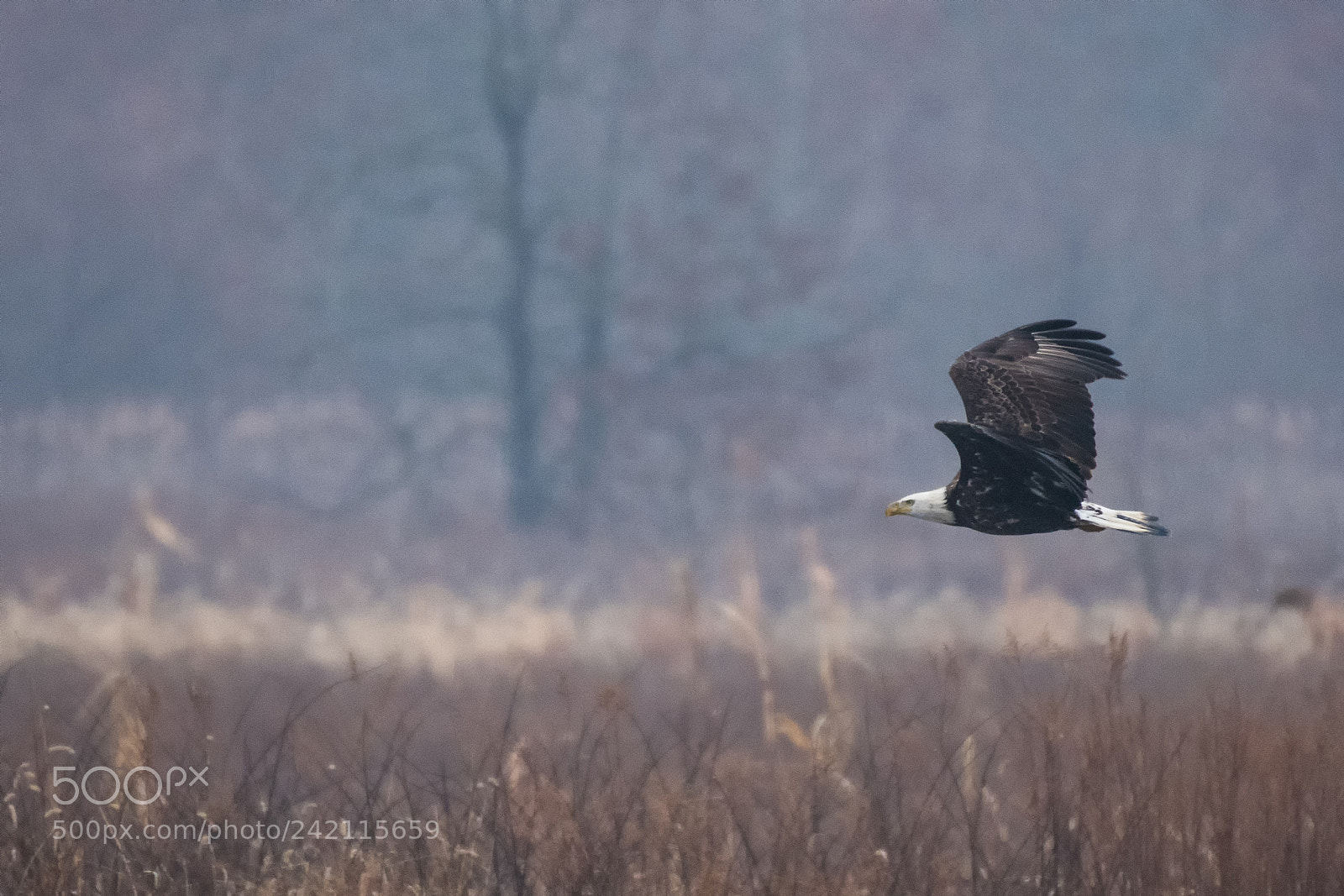 Nikon D850 sample photo. Eagle photography