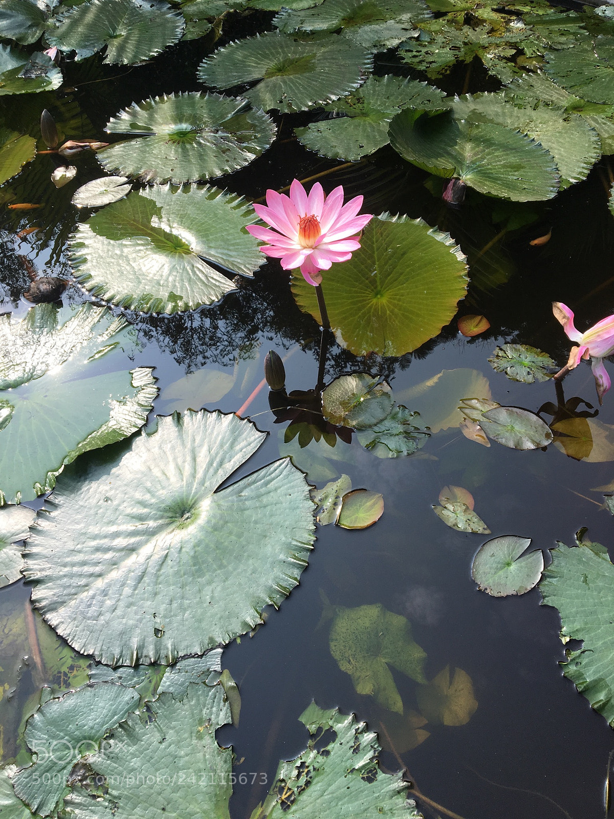 Apple iPhone 6s sample photo. Lotus photography