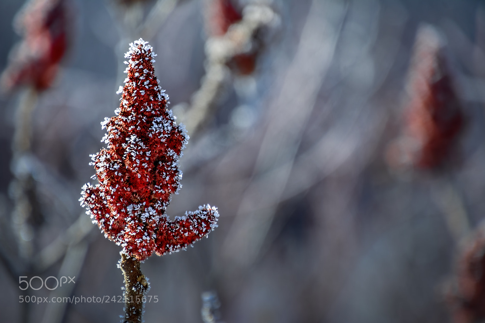 Nikon D7100 sample photo. Frost on sumac photography