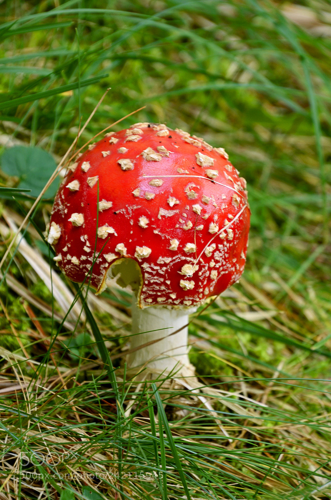 Nikon D7000 sample photo. Day 29 - amanita photography